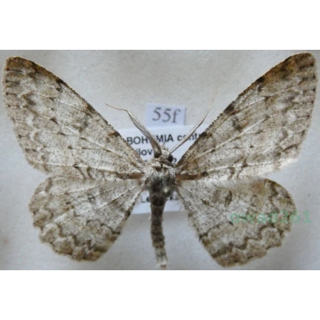 Hypomecis punctinalis (Scopoli, 1763) male Przylepek nakropek Czech55f